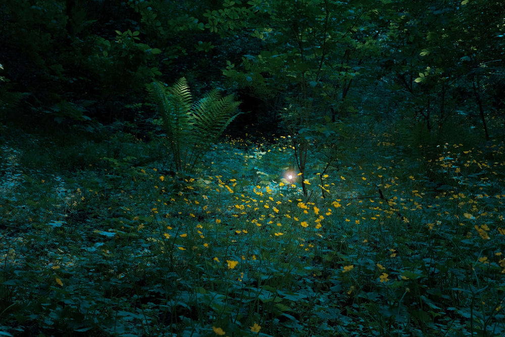 Blooming forest