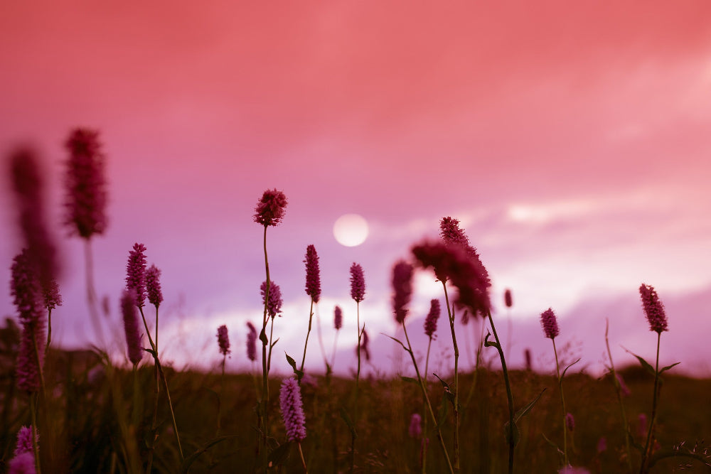 Meadow, knotweed and moon