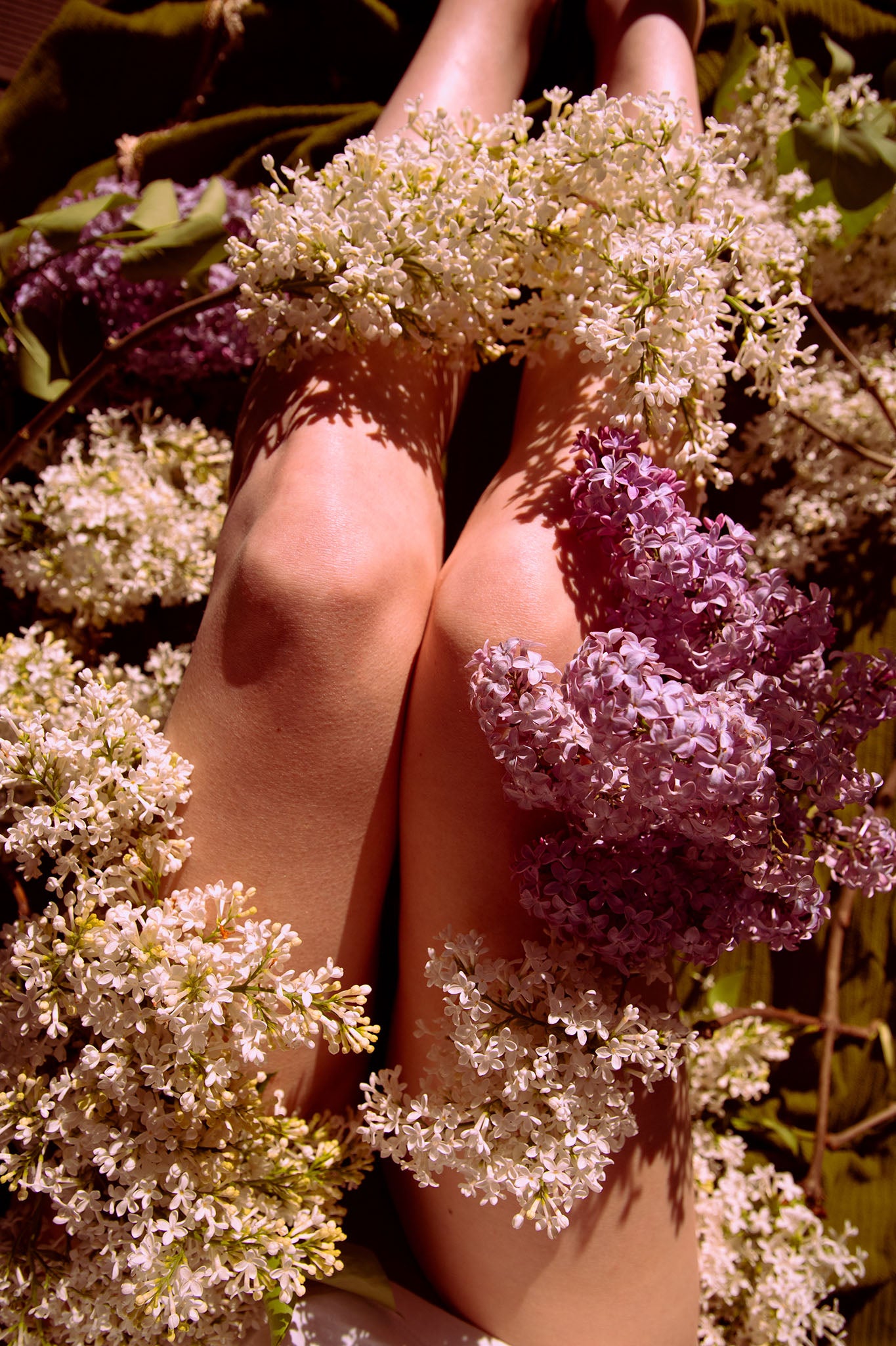 Amelia’s Lilacs